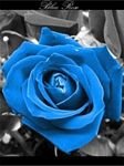 pic for blue rose44